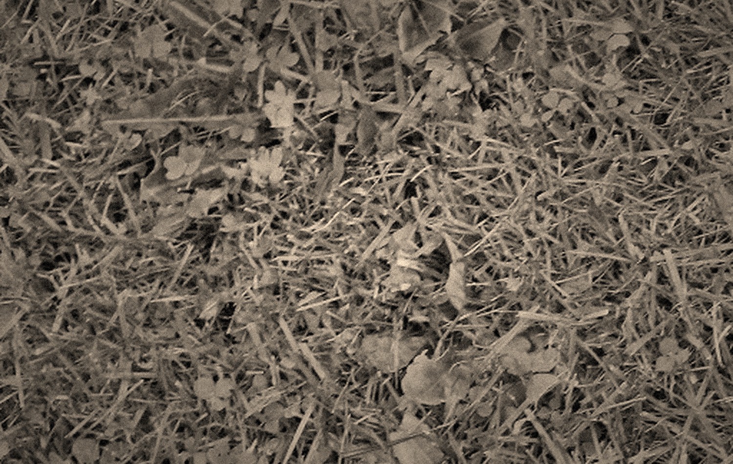 Grass texture